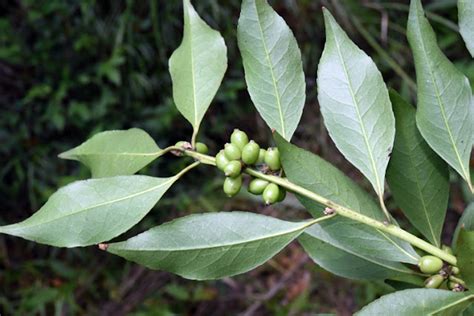 四川灰木|四川省植物数据库